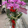 Chậu lan hồ điệp hồng chúc mừng Ngày Nhà Giáo Việt Nam sang trọng, hoa lan hồ điệp hồng đẹp tặng thầy cô, chậu lan hồ điệp trang trí cao cấp tại Phúc An Flower.