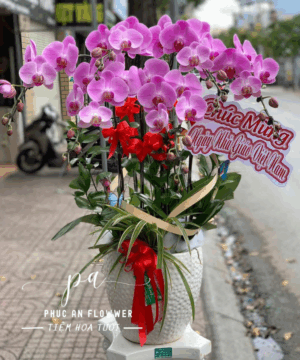 Chậu lan hồ điệp hồng chúc mừng Ngày Nhà Giáo Việt Nam sang trọng, hoa lan hồ điệp hồng đẹp tặng thầy cô, chậu lan hồ điệp trang trí cao cấp tại Phúc An Flower.