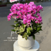 chậu lan hồ điệp tím 10 cành cao cấp - Hoa Tươi Bốn Mùa
