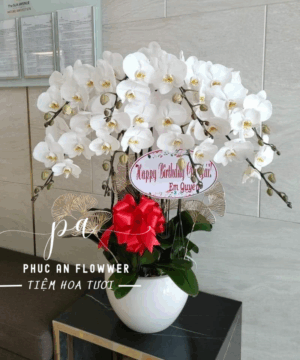 chậu lan hồ điệp 8 cánh trắng cao cấp - Hoa Tươi Phúc An