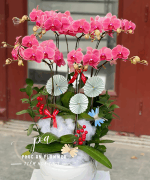 Chậu lan hồ điệp hồng sang trọng trang trí Tết, lan hồ điệp phong thủy mang lại may mắn tài lộc, chậu lan hồ điệp đẹp tặng năm mới tại Phúc An Flower.