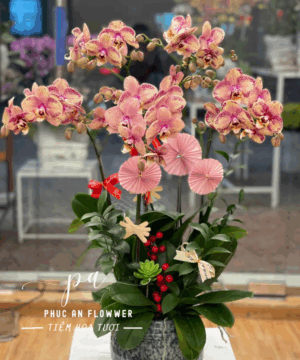 Chậu lan hồ điệp đốm sang trọng trang trí phòng khách văn phòng, lan hồ điệp đẹp tặng khai trương tân gia, chậu lan hồ điệp phong thủy mang ý nghĩa may mắn tại Phúc An Flower.