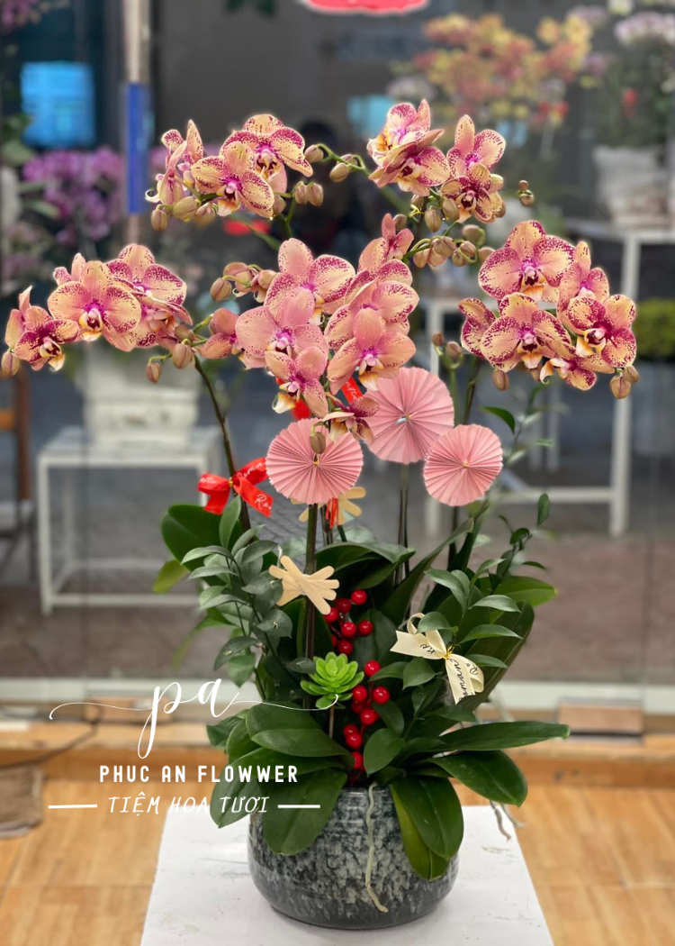 Chậu lan hồ điệp đốm sang trọng trang trí phòng khách văn phòng, lan hồ điệp đẹp tặng khai trương tân gia, chậu lan hồ điệp phong thủy mang ý nghĩa may mắn tại Phúc An Flower.
