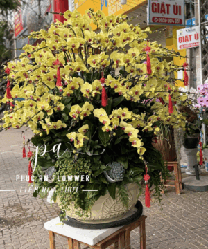 chậu lan hồ điệp lớn 50 cành cánh vàng - Hoa Tươi Phúc An