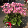 Chậu lan hồ điệp hồng sang trọng trang trí phòng khách, tặng khai trương tân gia ý nghĩa, lan hồ điệp hồng đẹp cao cấp tại Phúc An Flower.