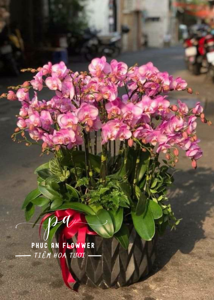 Chậu lan hồ điệp hồng sang trọng trang trí phòng khách, tặng khai trương tân gia ý nghĩa, lan hồ điệp hồng đẹp cao cấp tại Phúc An Flower.