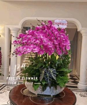 chậu lan hồ điệp thuận buồm xuôi gió cánh tím cao cấp taioj Hoa Tươi Phúc An