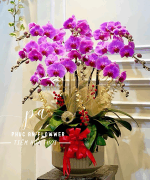 Chậu lan hồ điệp cao cấp tông đỏ - Hoa Tươi Phúc An