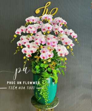 chậu lan hồ điệp cánh hồng sang trong - Hoa Tươi Phúc An