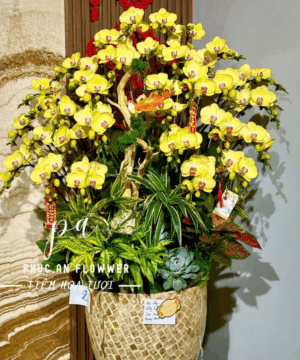 Chậu lan hồ điệp cao cấp cánh vàng - Hoa Tươi Phúc An