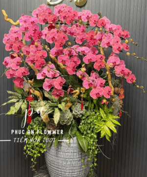 chậu lan hồ điệp cánh đỏ đậm cao cấp 20 cành - Hoa Tươi Phúc An