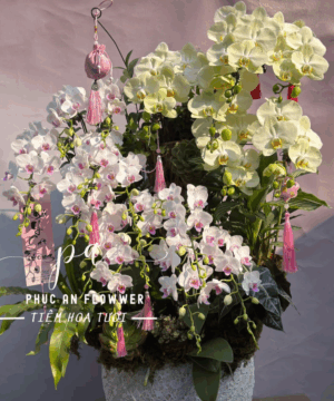 chậu lan 20 cành cao cấp sang trọng tại Hoa Tươi Phúc An