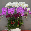 Chậu lan hồ điệp tam sắc sang trọng trang trí phòng khách, tặng khai trương tân gia ý nghĩa, hoa lan hồ điệp đẹp cao cấp tại Phúc An Flower.