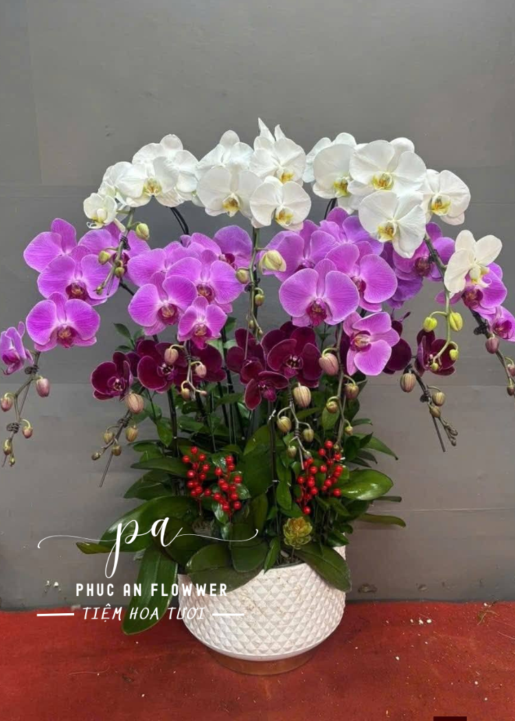 Chậu lan hồ điệp tam sắc sang trọng trang trí phòng khách, tặng khai trương tân gia ý nghĩa, hoa lan hồ điệp đẹp cao cấp tại Phúc An Flower.