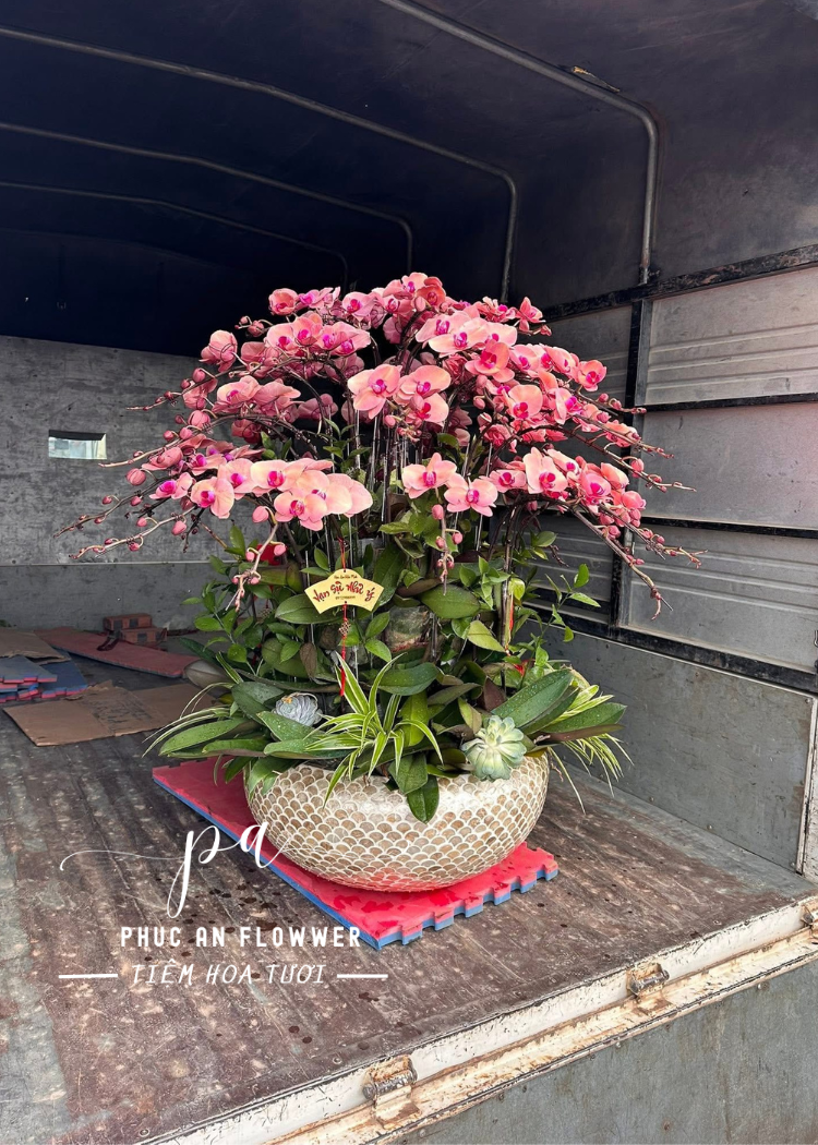 Chậu lan hồ điệp hồng cao cấp sang trọng tặng khai trương tân gia, hoa lan hồ điệp đẹp trang trí phòng khách, chậu lan hồ điệp nghệ thuật tại Phúc An Flower.