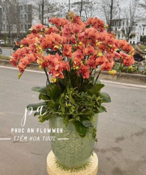 chậu lan hồ điệp cao cấp tông cam phù hợp tặng chúc mừng, sinh nhật, thăng chức - Hoa Tươi Phúc An