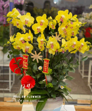 Chậu lan hồ điệp vàng rực rỡ sang trọng tặng khai trương tân gia, lan hồ điệp phong thủy mang lại tài lộc may mắn, chậu lan hồ điệp đẹp trang trí phòng khách tại Phúc An Flower.